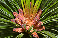 Pinus cembra